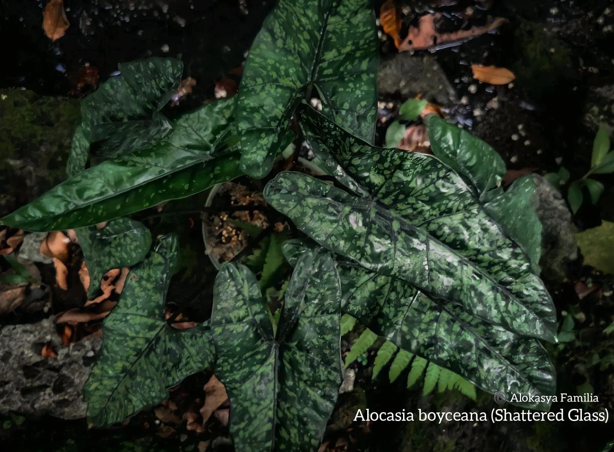 ALOCASIA HETEROPHYLLA 'SHATTERED GLASS' — Aroidpedia